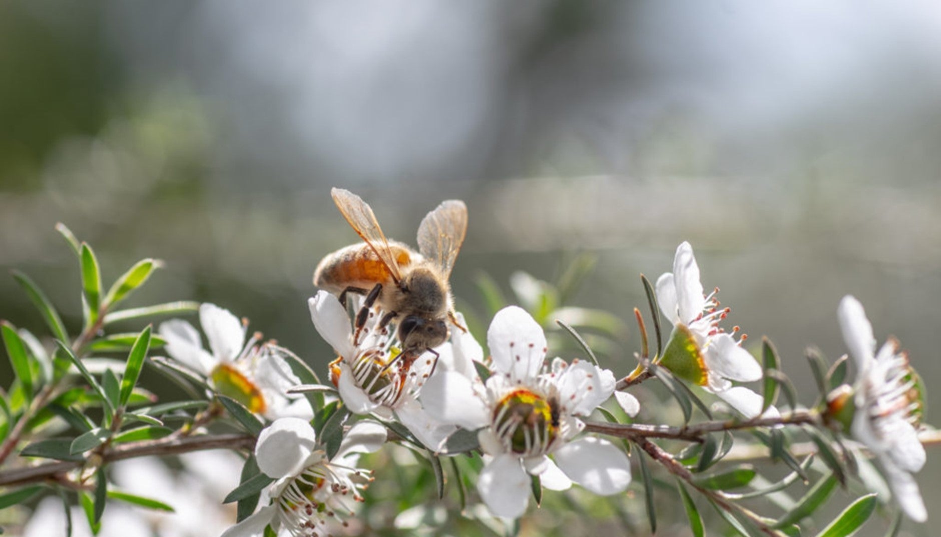 The Therapeutic Potential of Bee Venom in Modern Apitherapy