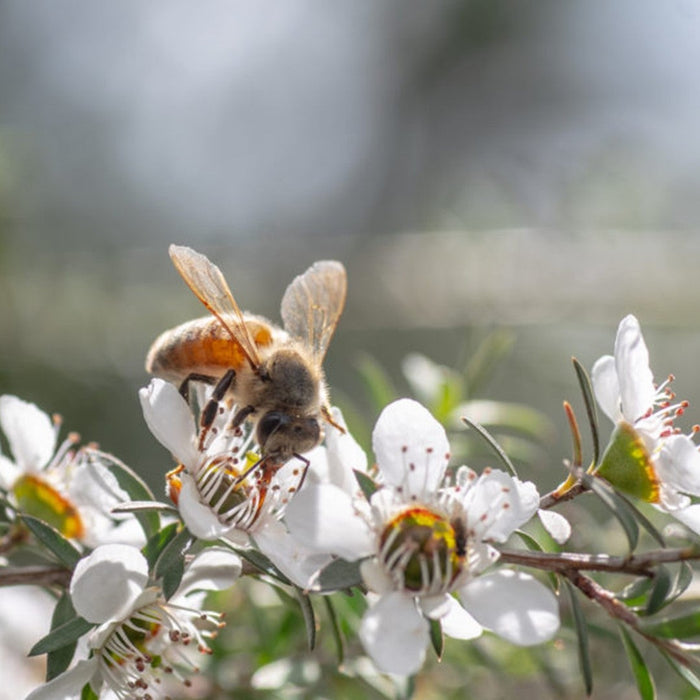 The Therapeutic Potential of Bee Venom in Modern Apitherapy