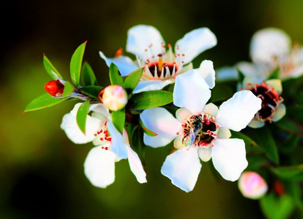 Manuka Essential Oil Therapeutic Effects and Utilization