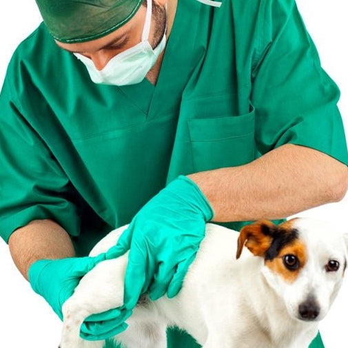 Dog Arthritis Remedies: Vetprofen 100mg, Rimadyl long-term, the cheapest Meloxicam… The group name is NSAIDs (Nonsteroidal anti-inflammatory drugs).