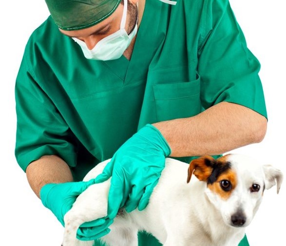 Dog Arthritis Remedies: Vetprofen 100mg, Rimadyl long-term, the cheapest Meloxicam… The group name is NSAIDs (Nonsteroidal anti-inflammatory drugs).