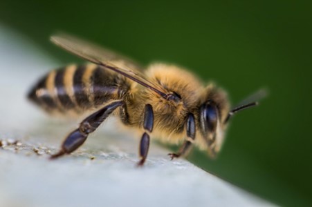 Manuka honey from New Zealand may replace conventional medication